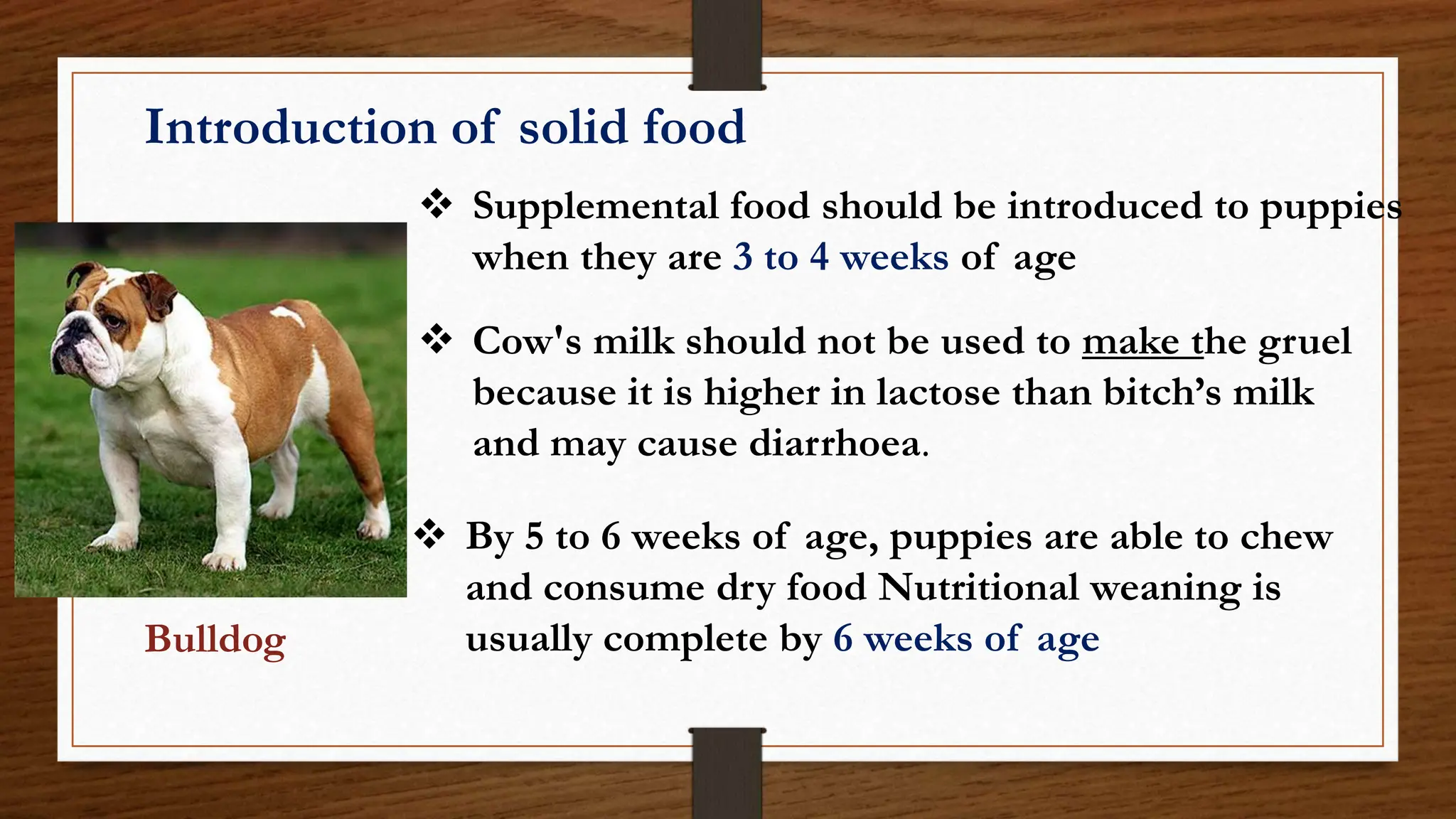 What are a Dog’s Nutritional Requirements: Essential Guide for Health