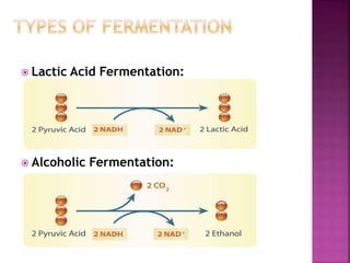  Lactic Acid Fermentation:
 Alcoholic Fermentation:
 