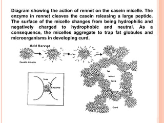 Diagram showing the action of rennet on the casein micelle. The
enzyme in rennet cleaves the casein releasing a large peptide.
The surface of the micelle changes from being hydrophilic and
negatively charged to hydrophobic and neutral. As a
consequence, the micelles aggregate to trap fat globules and
microorganisms in developing curd.
 