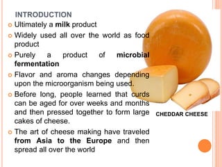 INTRODUCTION
 Ultimately a milk product
 Widely used all over the world as food
product
 Purely a product of microbial
fermentation
 Flavor and aroma changes depending
upon the microorganism being used.
 Before long, people learned that curds
can be aged for over weeks and months
and then pressed together to form large
cakes of cheese.
 The art of cheese making have traveled
from Asia to the Europe and then
spread all over the world
CHEDDAR CHEESE
 