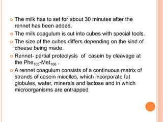  The milk has to set for about 30 minutes after the
rennet has been added.
 The milk coagulum is cut into cubes with special tools.
 The size of the cubes differs depending on the kind of
cheese being made.
 Rennet- partial proteolysis of casein by cleavage at
the Phe105-Met106 .
 A rennet coagulum consists of a continuous matrix of
strands of casein micelles, which incorporate fat
globules, water, minerals and lactose and in which
microorganisms are entrapped
 
