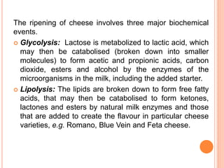 The ripening of cheese involves three major biochemical
events.
 Glycolysis: Lactose is metabolized to lactic acid, which
may then be catabolised (broken down into smaller
molecules) to form acetic and propionic acids, carbon
dioxide, esters and alcohol by the enzymes of the
microorganisms in the milk, including the added starter.
 Lipolysis: The lipids are broken down to form free fatty
acids, that may then be catabolised to form ketones,
lactones and esters by natural milk enzymes and those
that are added to create the flavour in particular cheese
varieties, e.g. Romano, Blue Vein and Feta cheese.
 