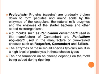 Proteolysis: Proteins (caseins) are gradually broken
down to form peptides and amino acids by the
enzymes of the coagulant, the natural milk enzymes
and the enzymes of the starter bacteria and other
added microorganisms,
 e.g. moulds such as Penicillium camemberti used in
the manufacture of Camembert and Penicillium
roqueforti used in the manufacture of blue-veined
cheeses such as Roquefort, Camembert and Stilton.
 The enzymes of these mould species typically result in
a high level of proteolysis in these cheese types
 The rind formation on he cheese depends on the mold
being added during ripening
 