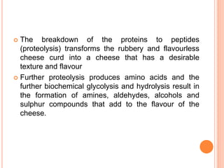  The breakdown of the proteins to peptides
(proteolysis) transforms the rubbery and flavourless
cheese curd into a cheese that has a desirable
texture and flavour
 Further proteolysis produces amino acids and the
further biochemical glycolysis and hydrolysis result in
the formation of amines, aldehydes, alcohols and
sulphur compounds that add to the flavour of the
cheese.
 