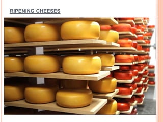 RIPENING CHEESES
 