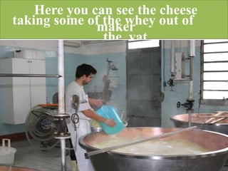 Here you can see the cheese
maker
taking some of the whey out of
the vat.
 