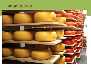 RIPENING CHEESES
 