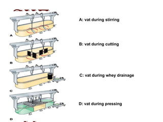 CHE
ESE
MA
KIN
A: vat during stirring
B: vat during cutting
C: vat during whey drainage
D: vat during pressing
 