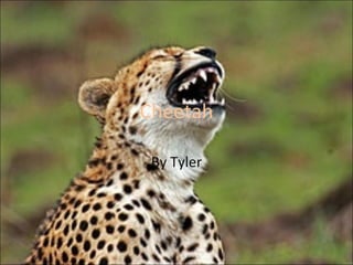 Cheetah By Tyler 