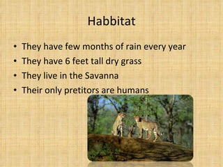 Habbitat They have few months of rain every year They have 6 feet tall dry grass They live in the Savanna Their only pretitors are humans