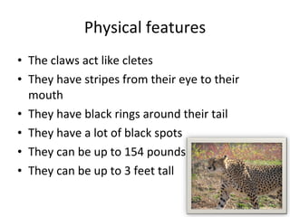 Physical features The claws act like cletes They have stripes from their eye to their mouth They have black rings around their tail They have a lot of black spots They can be up to 154 pounds They can be up to 3 feet tall