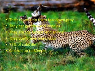 Diet/Behavoir Their claws help them takedown pray They eat gazelles and impalas They are the fastest land animal They don’t have many cubs 75% of cubs die Can run up to 60mph