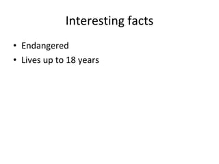 Interesting facts Endangered Lives up to 18 years