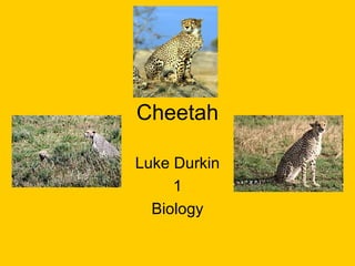 Cheetah Luke Durkin 1 Biology 