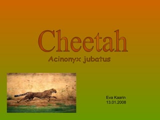 Cheetah  Eva Kaarin 13.01.2008 Acinonyx jubatus 