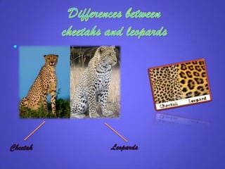 •
Cheetah Leopards