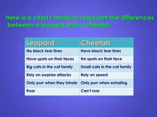 Here is a chart I made to represent the differences
between a leopard and a cheetah.
Leopard Cheetah
No black tear lines Have black tear lines
Have spots on their faces No spots on their face
Big cats in the cat family Small cats in the cat family
Rely on surprise attacks Rely on speed
Only purr when they inhale Only purr when exhaling
Roar Can’t roar