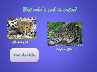 Cheetah Cub
Leopard Cub
You decide.