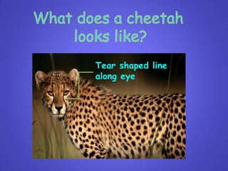 Tear shaped line
along eye