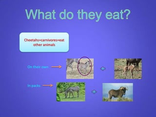 Cheetahs=carnivores=eat
other animals
On their own
In packs