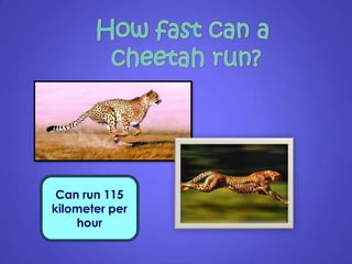Can run 115
kilometer per
hour