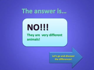 NO!!!
They are very different
animals!
Let’s go and discover
the differences!