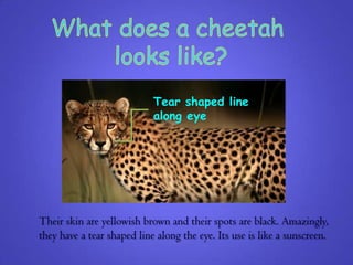Tear shaped line
                            along eye




Their skin are yellowish brown and their spots are black. Amazingly,
they have a tear shaped line along the eye. Its use is like a sunscreen.
 