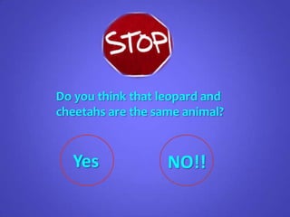 Do you think that leopard and
cheetahs are the same animal?


  Yes              NO!!
 