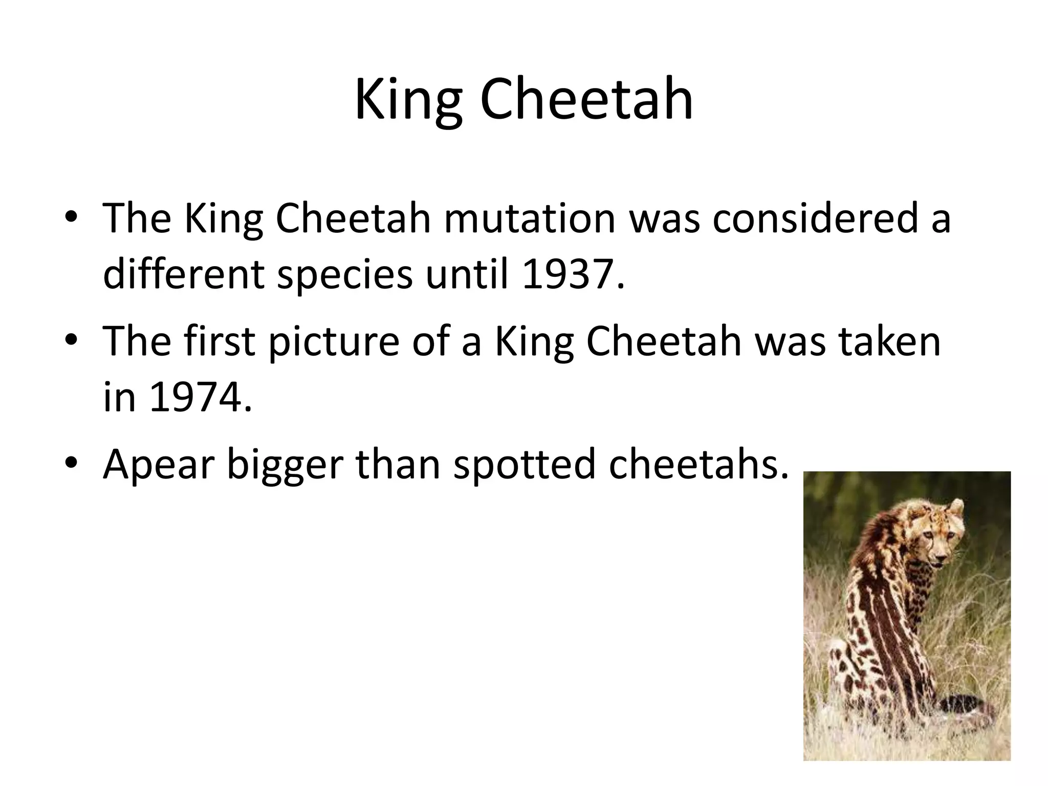 King Cheetah
• The King Cheetah mutation was considered a
different species until 1937.
• The first picture of a King Cheetah was taken
in 1974.
• Apear bigger than spotted cheetahs.
 