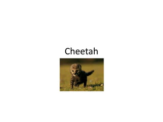 Cheetah
My brand
 