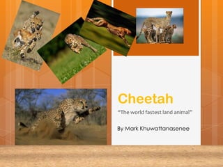 Cheetah
“The world fastest land animal”
By Mark Khuwattanasenee
 