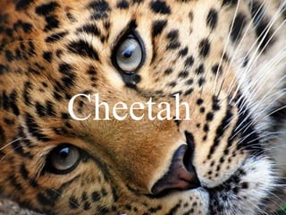 Cheetah
 