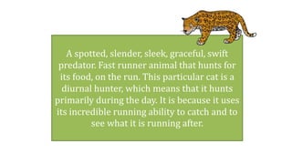 A spotted, slender, sleek, graceful, swift
predator. Fast runner animal that hunts for
its food, on the run. This particular cat is a
diurnal hunter, which means that it hunts
primarily during the day. It is because it uses
its incredible running ability to catch and to
see what it is running after.
 