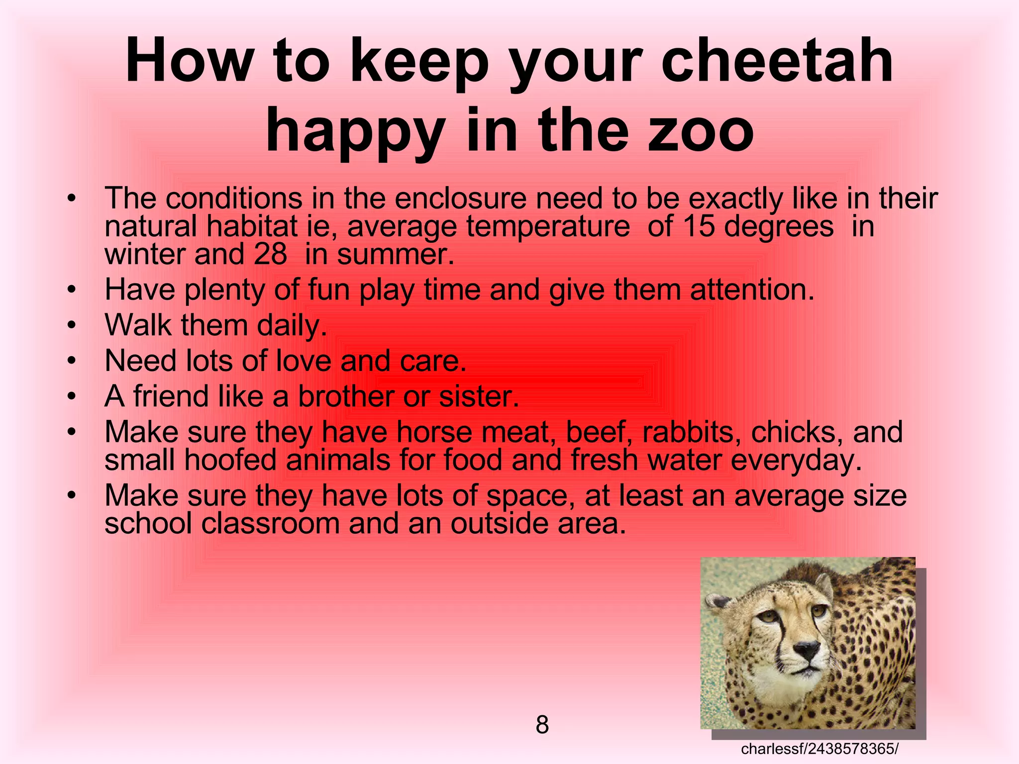How to keep your cheetah happy in the zoo The conditions in the enclosure need to be exactly like in their natural habitat ie, average temperature  of 15 degrees  in winter and 28  in summer. Have plenty of fun play time and give them attention. Walk them daily.  Need lots of love and care.  A friend like a brother or sister. Make sure they have horse meat, beef, rabbits, chicks, and small hoofed animals for food and fresh water everyday. Make sure they have lots of space, at least an average size school classroom and an outside area.  8 charlessf/2438578365/ 