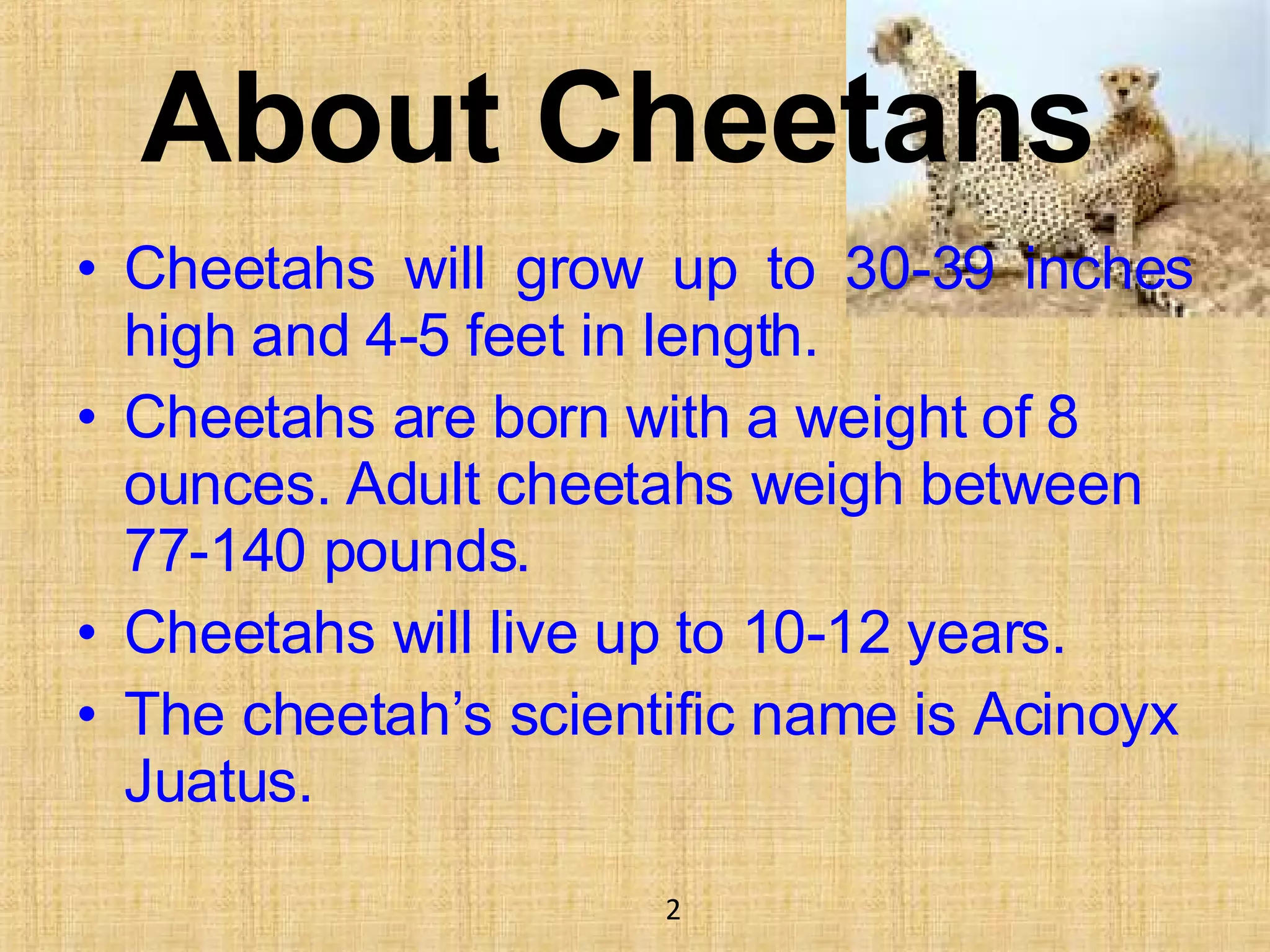About Cheetahs  Cheetahs will grow up to 30-39 inches high and 4-5 feet in length. Cheetahs are born with a weight of 8 ounces. Adult cheetahs weigh between 77-140 pounds.  Cheetahs will live up to 10-12 years.  The cheetah’s scientific name is Acinoyx Juatus. 2 
