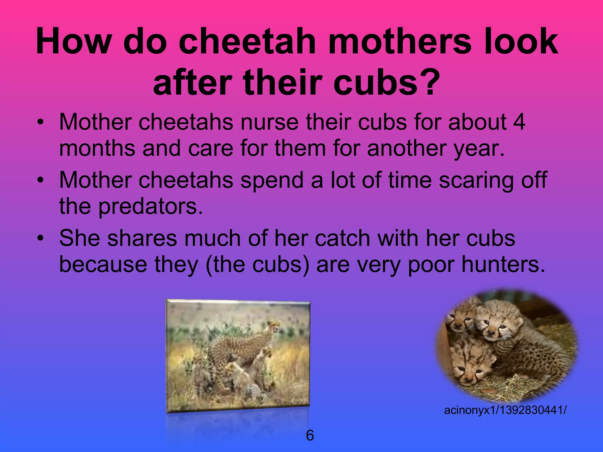 How do cheetah mothers look after their cubs? Mother cheetahs nurse their cubs for about 4 months and care for them for another year.  Mother cheetahs spend a lot of time scaring off the predators.  She shares much of her catch with her cubs because they (the cubs) are very poor hunters. 6 acinonyx1/1392830441/ 