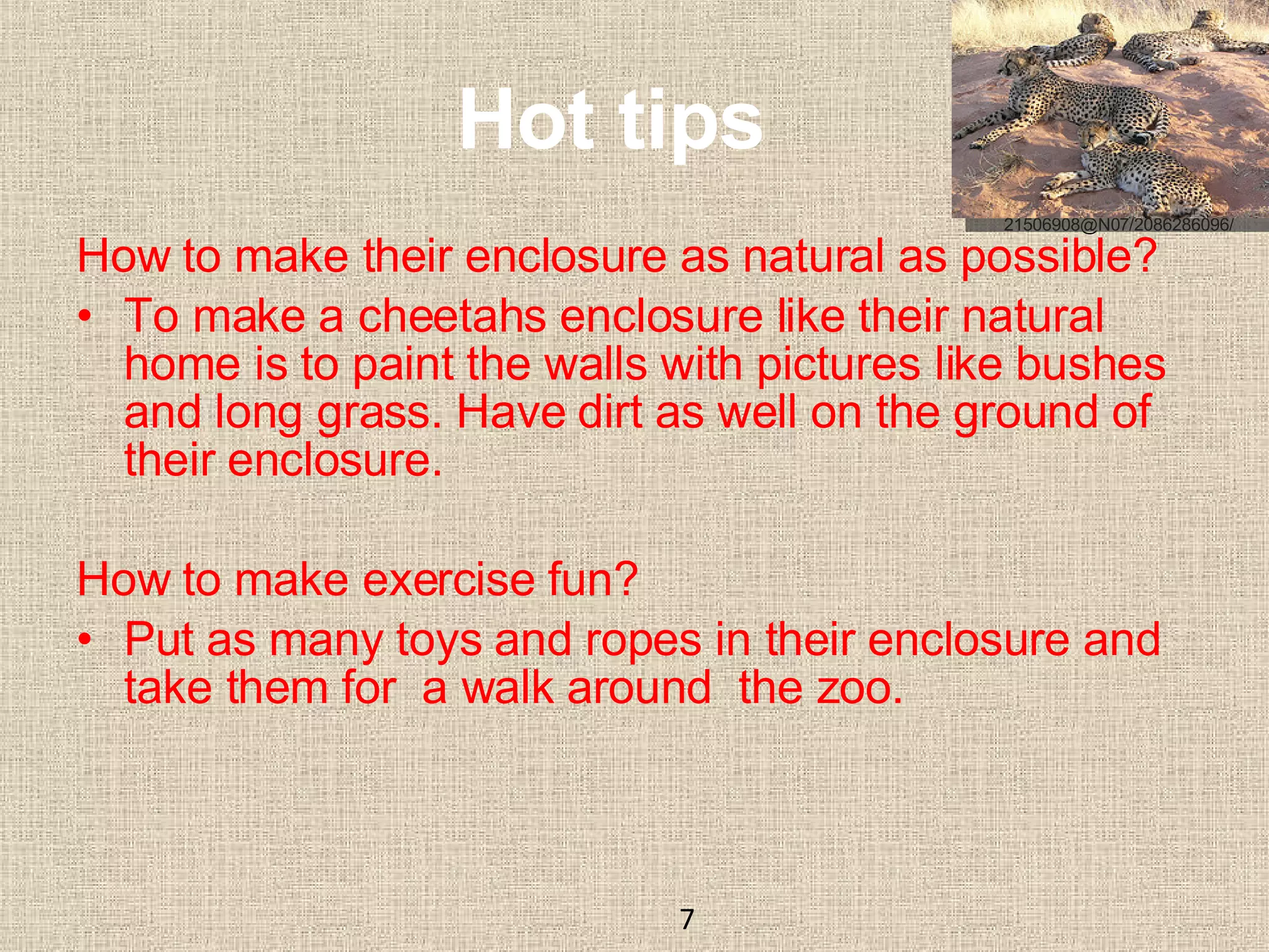 Hot tips How to make their enclosure as natural as possible?  To make a cheetahs enclosure like their natural home is to paint the walls with pictures like bushes and long grass. Have dirt as well on the ground of their enclosure. How to make exercise fun?  Put as many toys and ropes in their enclosure and take them for  a walk around  the zoo. 7 21506908@N07/2086286096/ 