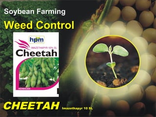 Soybean Farming
Weed ControlWeed Control
CHEETAHCHEETAH Imazethapyr 10 SLImazethapyr 10 SL
 