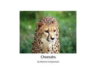 Cheetahs
by Deanna Cinquemani
 