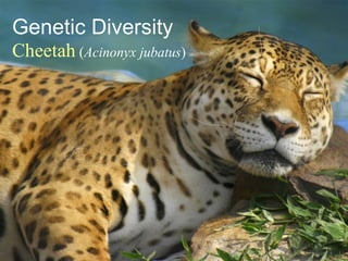 Genetic Diversity Cheetah  ( Acinonyx jubatus ) 