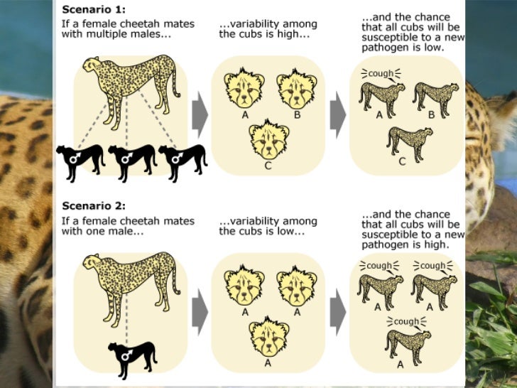 Cheetah (genetic diversity) diagram of genetic drift 