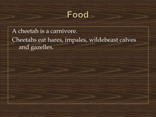 FoodA cheetah is a carnivore.Cheetahs eat hares, impales, wildebeast calves and gazelles.