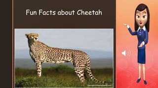 z
Fun Facts about Cheetah
 