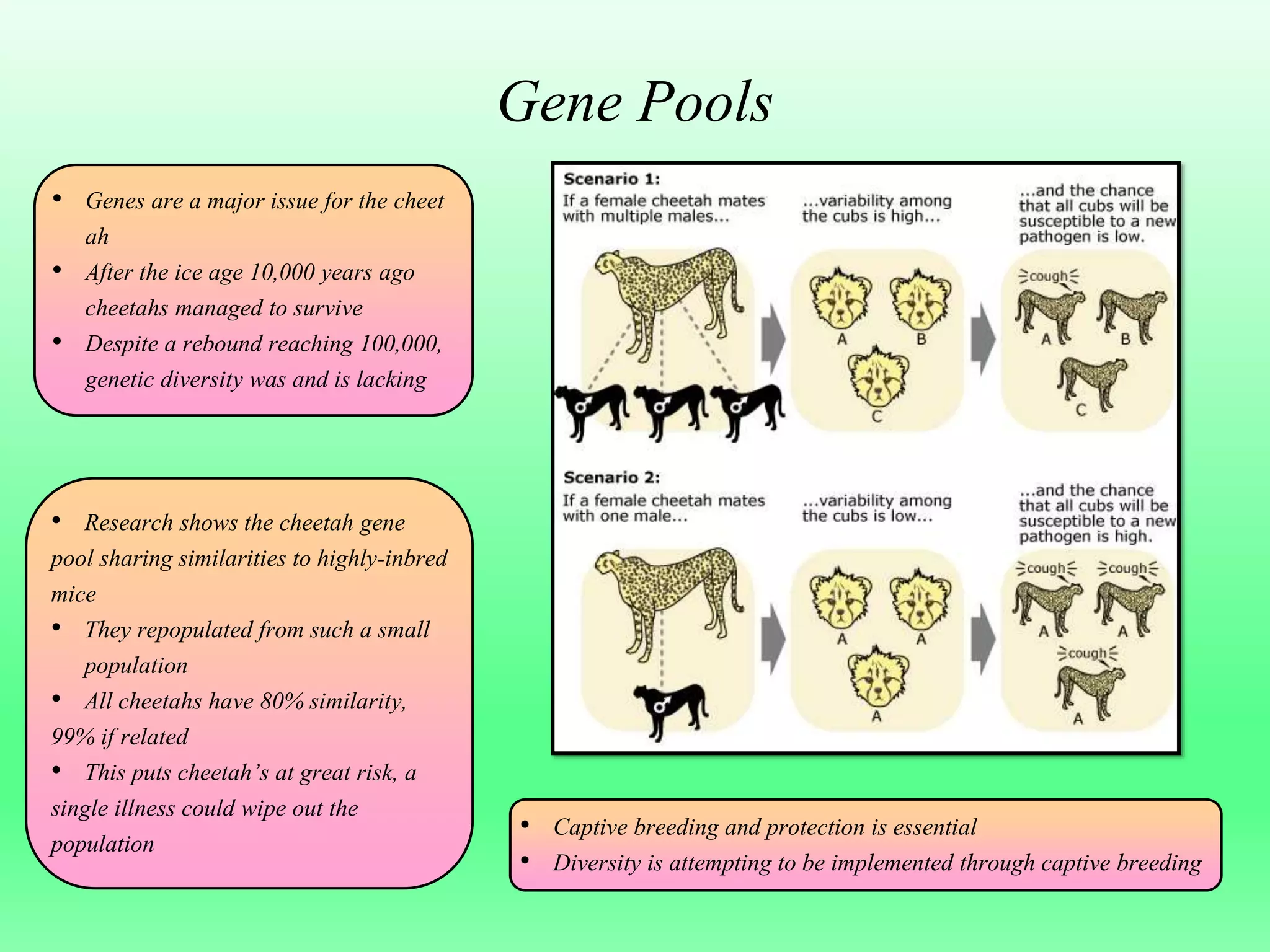 Species Presentation- Cheetah's | PPTX