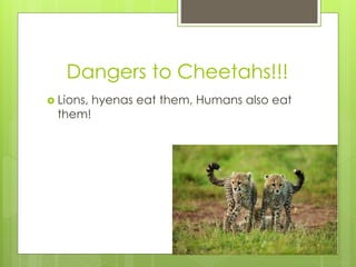 Cheetah programme | PPT