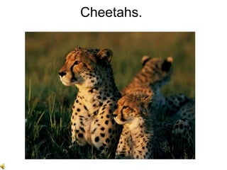Cheetahs. 