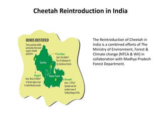 Cheetah Reintroduction in India
The Reintroduction of Cheetah in
India is a combined efforts of The
Ministry of Environment, Forest &
Climate change (NTCA & WII) in
collaboration with Madhya Pradesh
Forest Department.
 