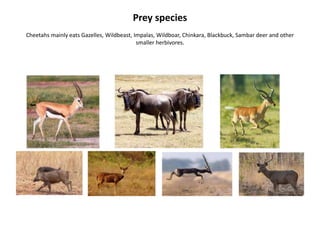 Prey species
Cheetahs mainly eats Gazelles, Wildbeast, Impalas, Wildboar, Chinkara, Blackbuck, Sambar deer and other
smaller herbivores.
 