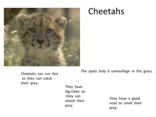 Cheetahs The  spots  help  it  camouflage  in  the  grass. Cheetahs  can  run  fast  so  they  can  catch  their  prey. They  have  big claws  so  they  can  attack  their  prey.  They  have  a  good  nose  to  smell  their  prey. 