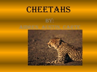 Cheetahs
         By:
Aidren, Austin, Carte
          r
 